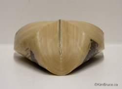 Zip ll, Encaustic medium and zipper on a book, 3.5" x 8" x 6" Henigman Bruce - Zip ll