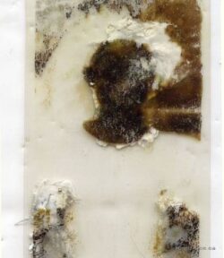 #HenigmanBruce - Twin 1, Hand pulled Print, encaustic, chiffon, 3.5" x 11" Kim-Bruce_twin1.jpg